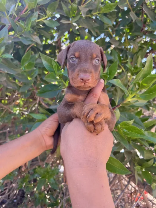Doberman