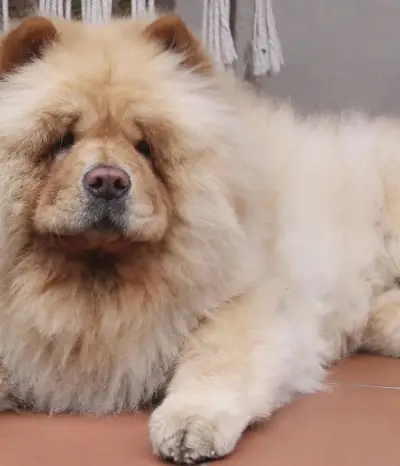 Chowchow