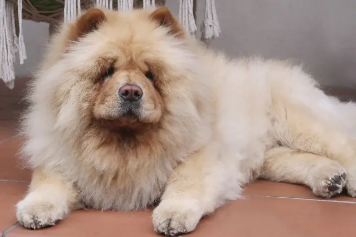 Chowchow