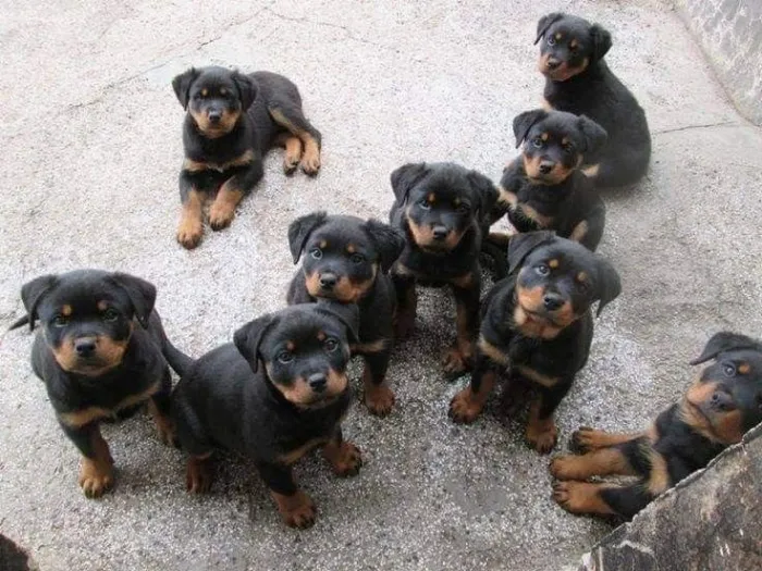Exceptionnels Chiots Rottweiler Pure Race – Gros Gabarit, Grosse Tête & Lignée d’Élite