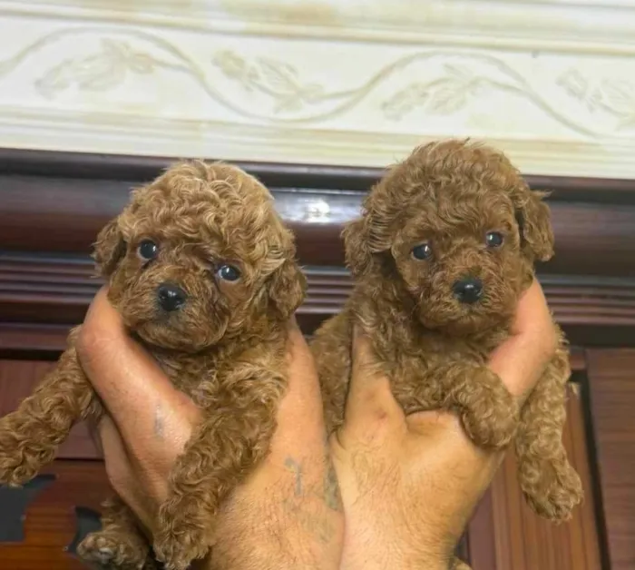 Poodle toy
