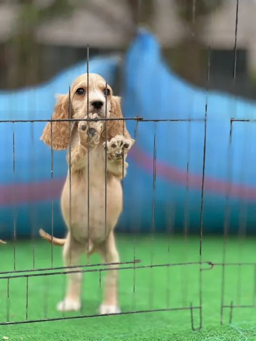 Cocker spaniel