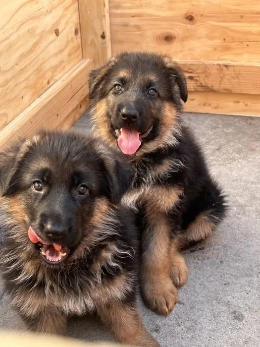 Exceptionnels chiots berger allemand LOF / Pure Race disponibles