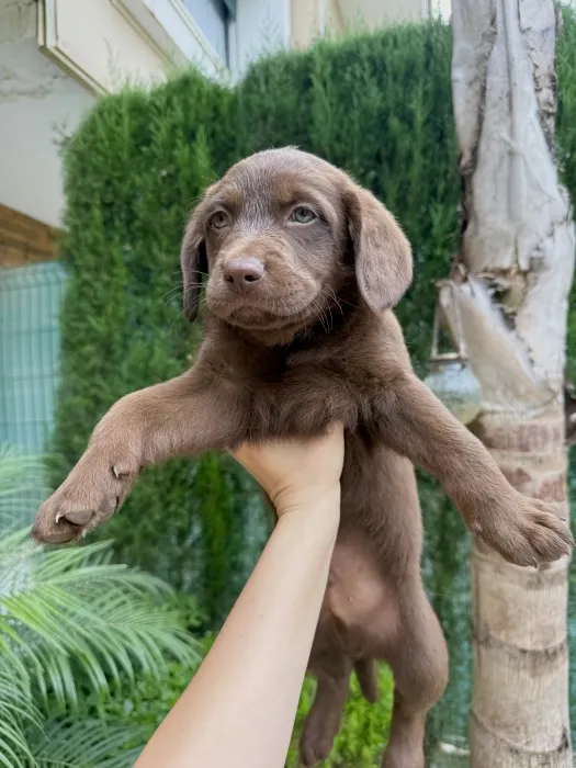 Labrador marron yeux verts