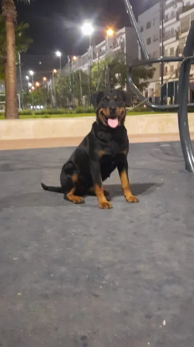 Femelle rottweiler race pure
