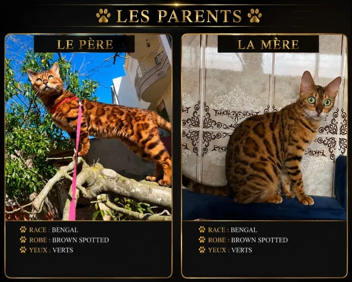 Chaton Bengal Brown Rosetted