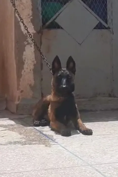 Femelle malinois charboni