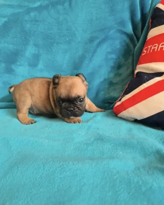 Bulldog Francais fauve