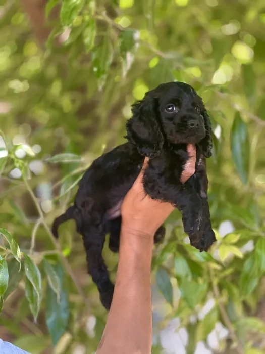 Cocker spaniel