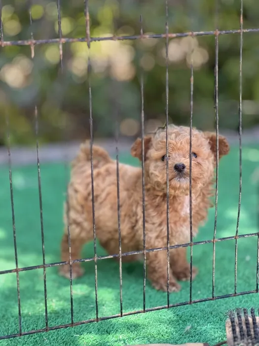 Poodle Toy