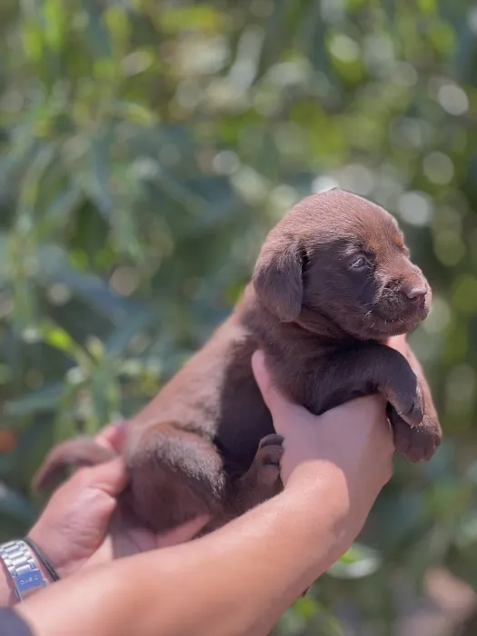 Labrador chocolate