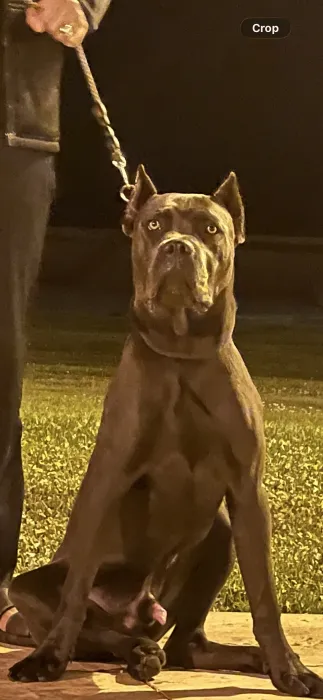 Cane corso mâle