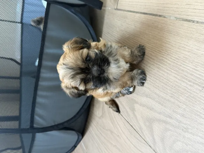 shih tzu