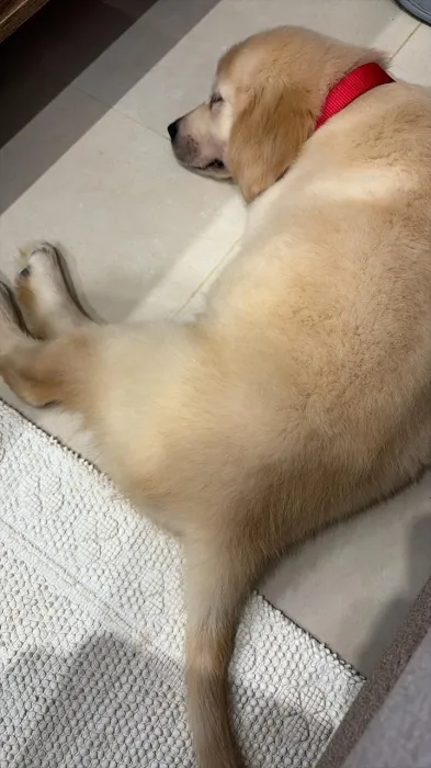 Golden retriever