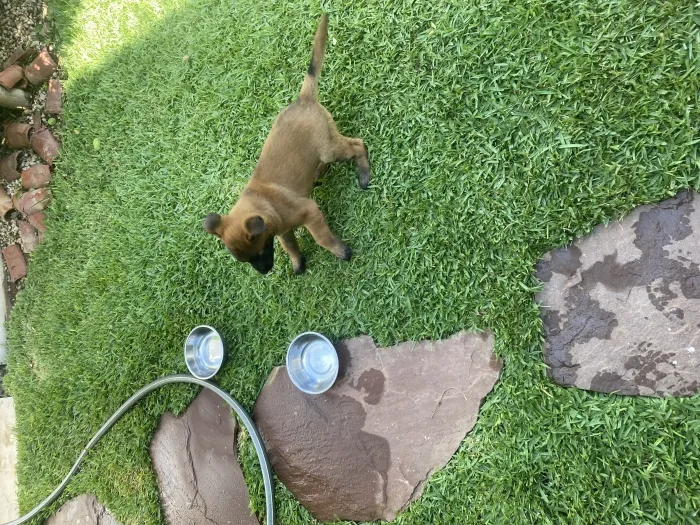 Malinoi