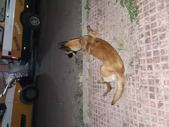 Malinois