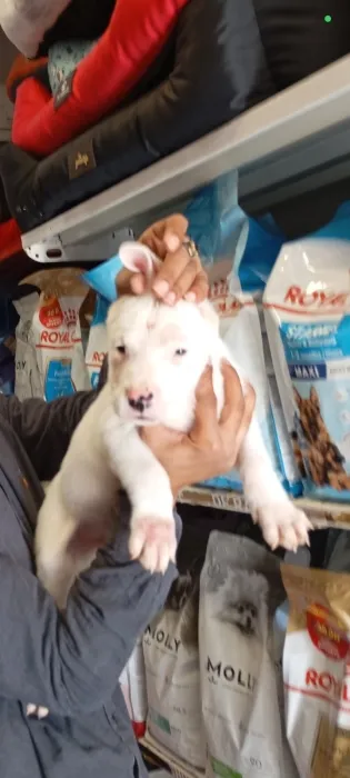 Dog argentin