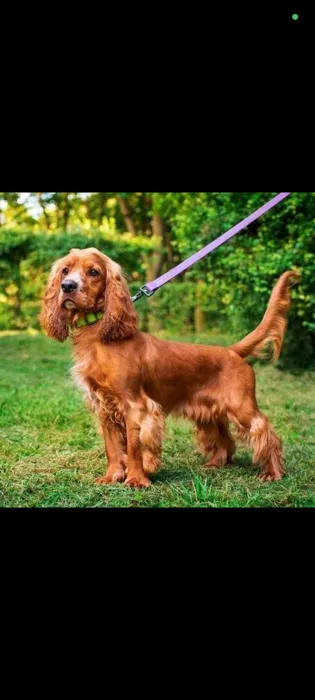 Cocker spanial