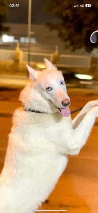 Husky blanc en adoption