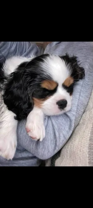 Cavalier king charle