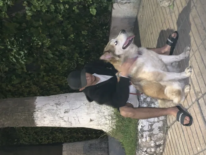 Huskita chien