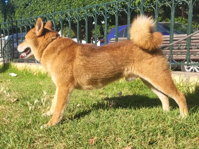Shiba inu