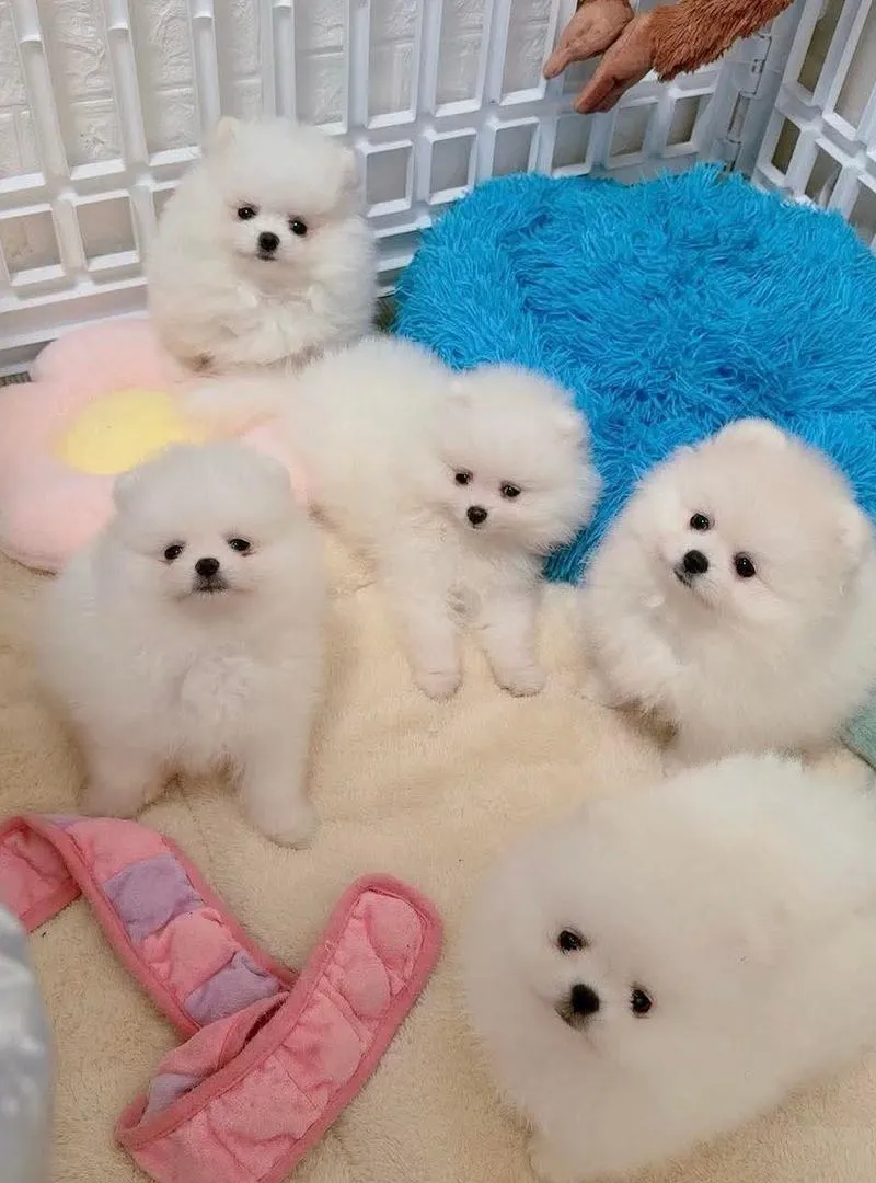 Spitz Pomeranian