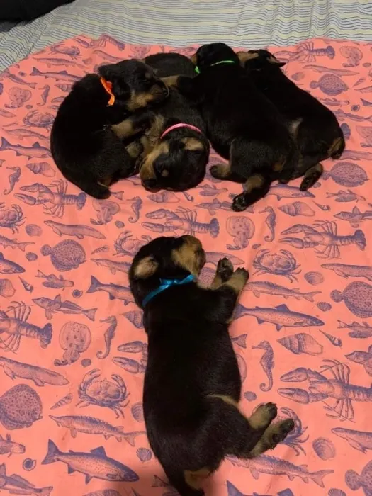 superbes chiots rottweiler pure race pedigree