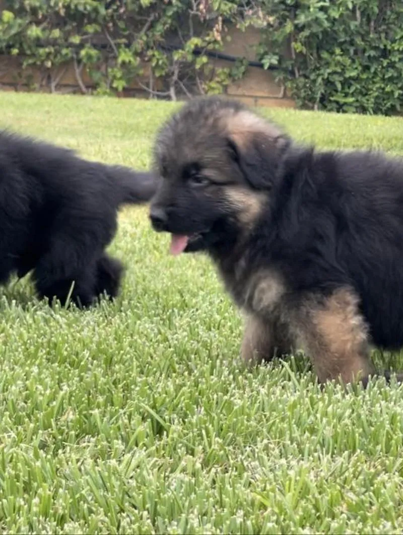 Chiot berger allemand noir cassé pedigree