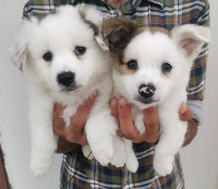 Superbes chiots type "oursons" (Jack Russell x Spitz) nés le 15/04/2026