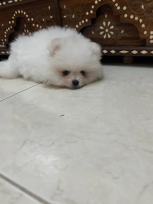 Pomeranien miniature