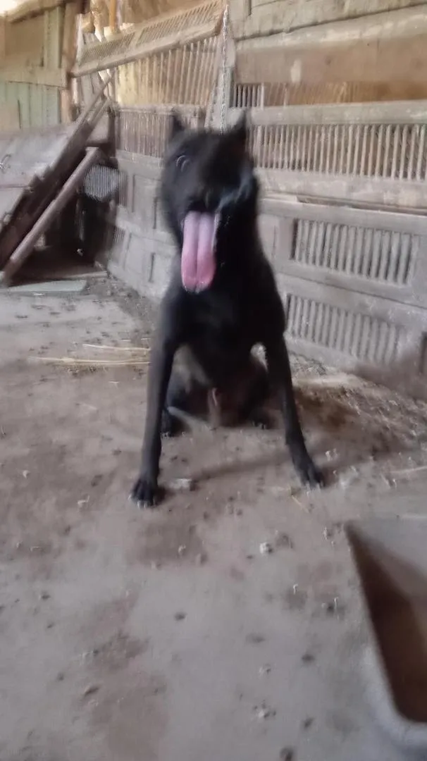 Mâle Malinois