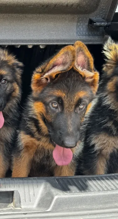superbes chiots berger allemand pure race pedigree