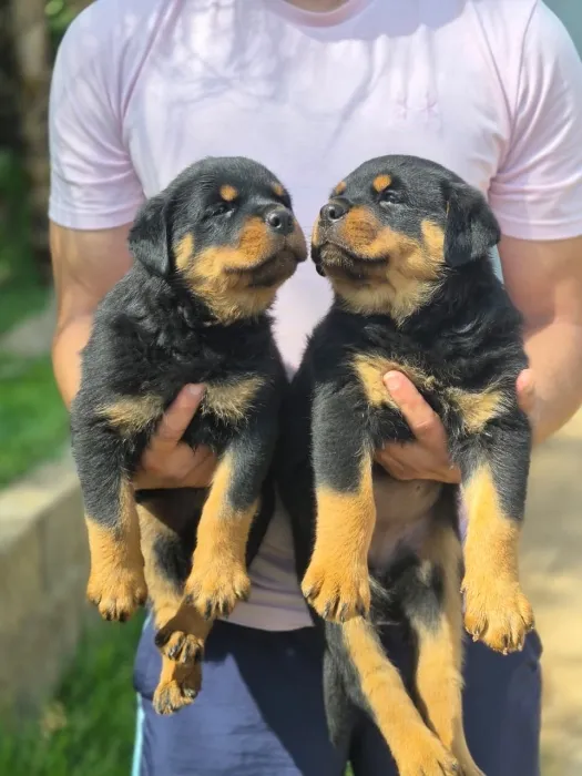 Rottweiler