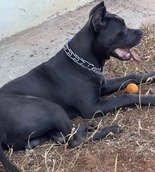 Cane corso male 5mois