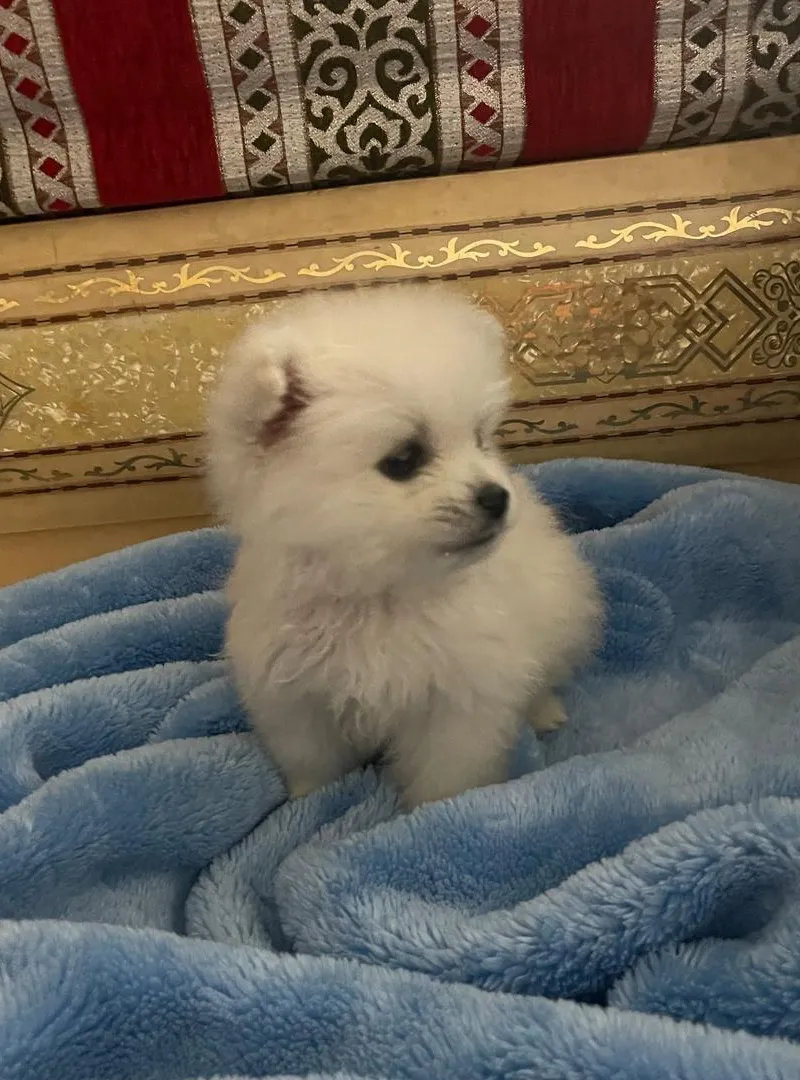 Spitz pomeranian