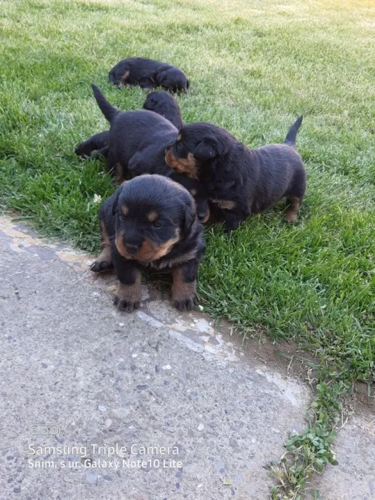 Magnifique portée de Rottweiler pedigree