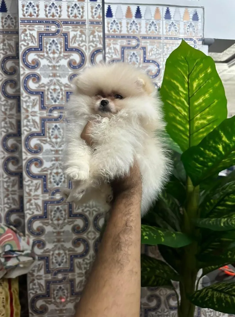 Femelle Spitz Pomeranian pedigree