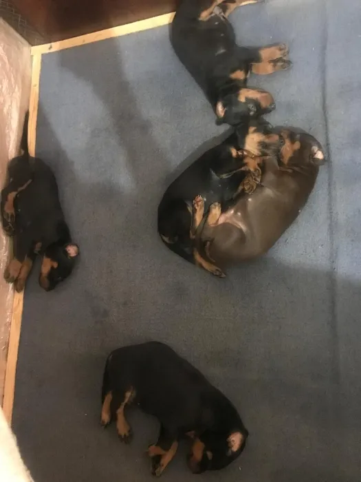 Magnifique portée de doberman