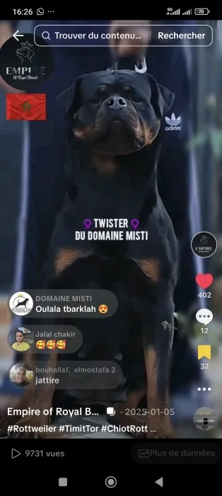 Rottweilers d'exception – Pedigree confirmé, lignée Timit Tor