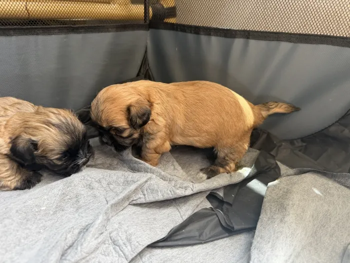 shih tzu