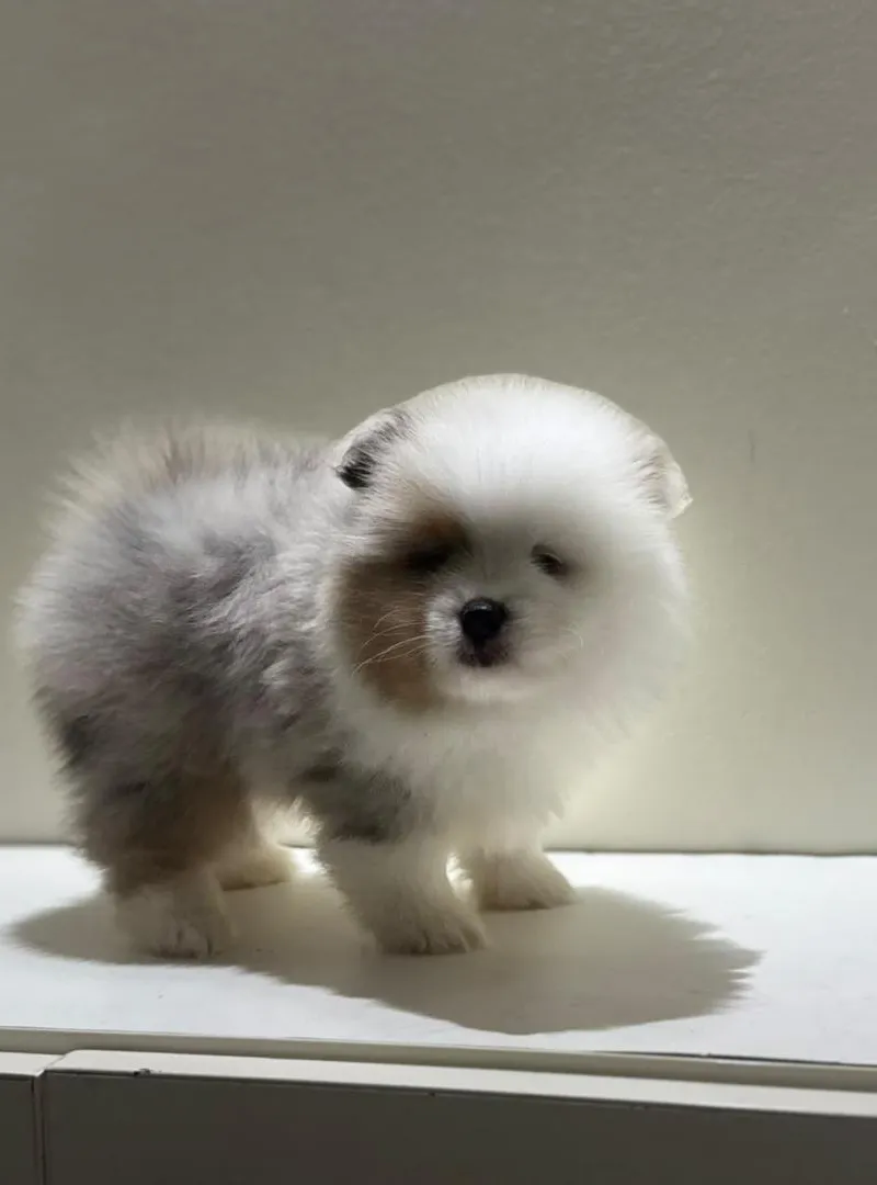 Femelle spitz pomeranian exotique
