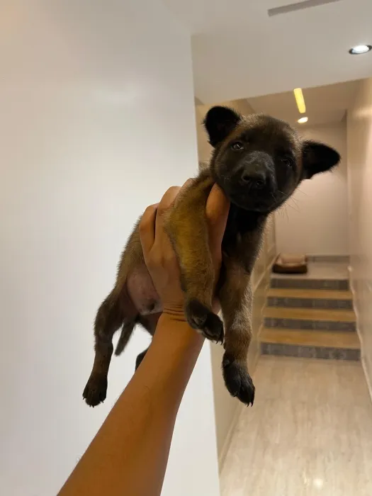 Malinois 🐾