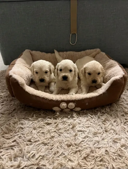 Golden retriever 🔥