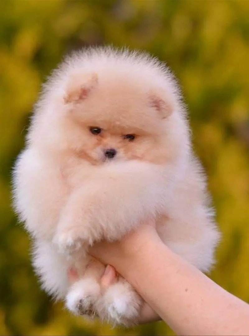 Chiots spitz de race pure petite taille