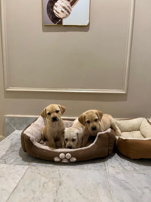 Labrador ✨