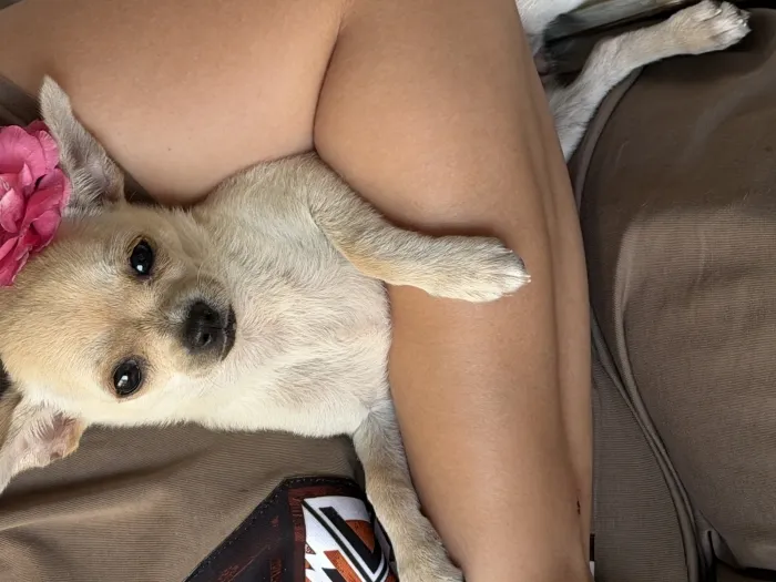 Chihuahua