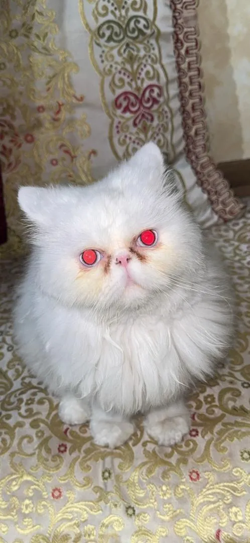 Chat Persan