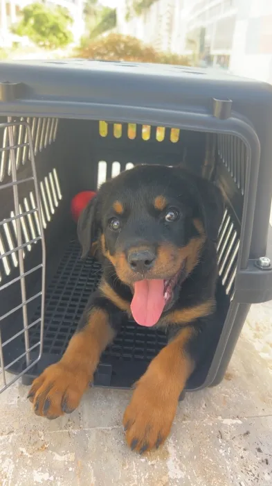 Rottweiler chiot 2 mois avec carnet