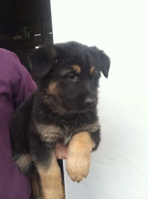 Magnifique portée de berger allemand pedigree